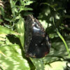 Semi-polished blue amber from Sumatra