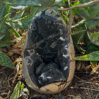 Wild Septaria Egg XL 18kg - 40cm