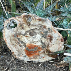 Fossilized Wood Slice 6.73 kg