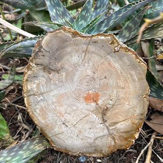 Petrified wood slice 2.26 kg - Image 4