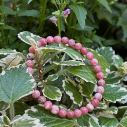 Thulite bracelet