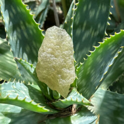 Libyan Desert Glass 9 cm - 100 g